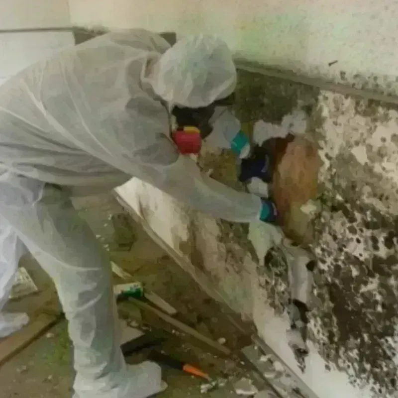 Mold Remediation and Removal in Julesburg, CO